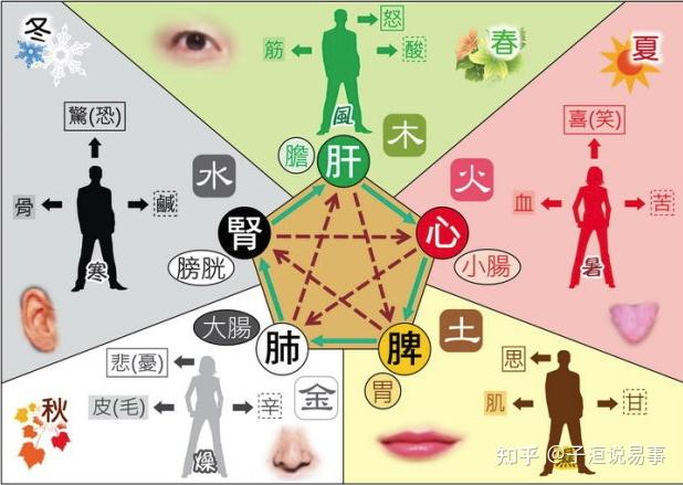 天干地支对应的人体脏腑及位置知蛛易学-八字-八字命理学教育-易学课程-在线占卜学习-八字算命教程-风水-紫微斗数-知蛛易学