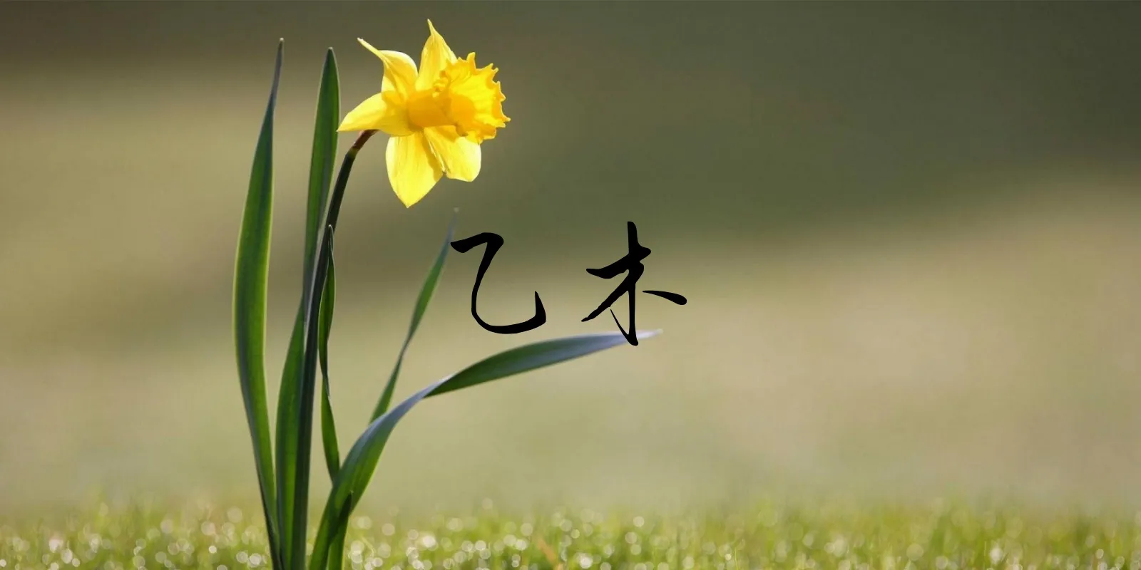 干支体象-乙木知蛛玄机_八字命理_紫微斗数_梅花易数古籍解析_海量易学古籍资料_精品易学课程知蛛玄机