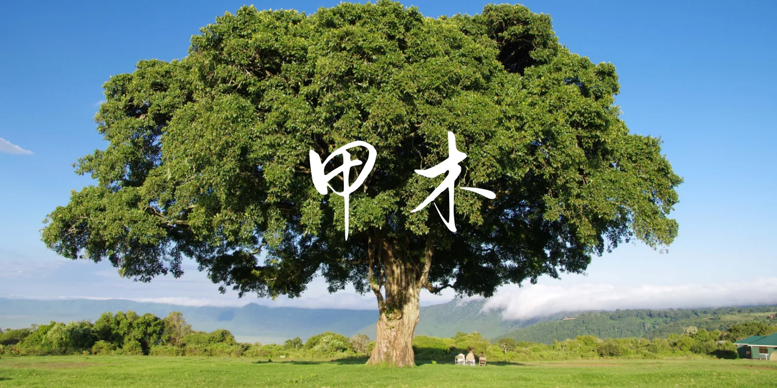 干支体象-甲木知蛛玄机_八字命理_紫微斗数_梅花易数古籍解析_海量易学古籍资料_精品易学课程知蛛玄机