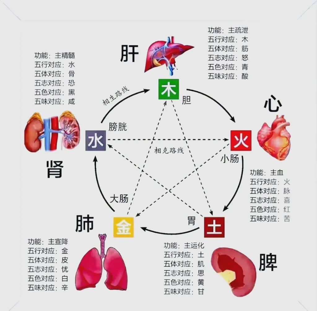 脏腑