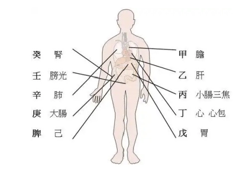 天干地支对应的人体脏腑及位置-汇聚千年易学精髓，尽在知蛛玄机