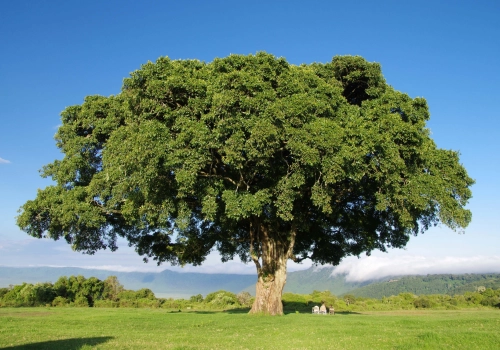 干支体象-甲木-汇聚千年易学精髓,尽在知蛛玄机