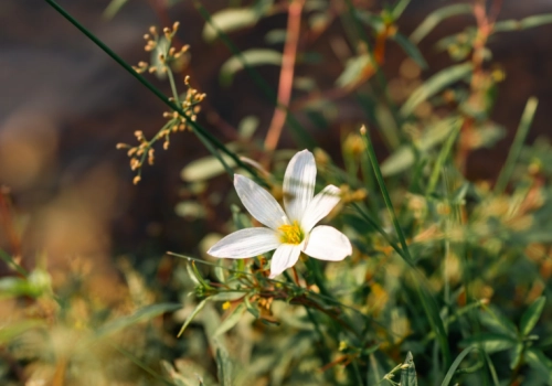 干支体象-乙木-汇聚千年易学精髓,尽在知蛛玄机