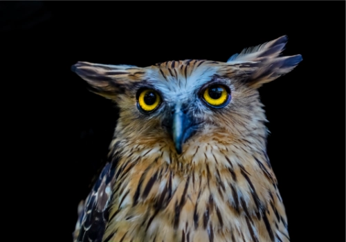 八字十神-偏印详解（枭神）-汇聚千年易学精髓，尽在知蛛玄机